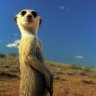 Meerkat