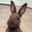 Alexrabbit